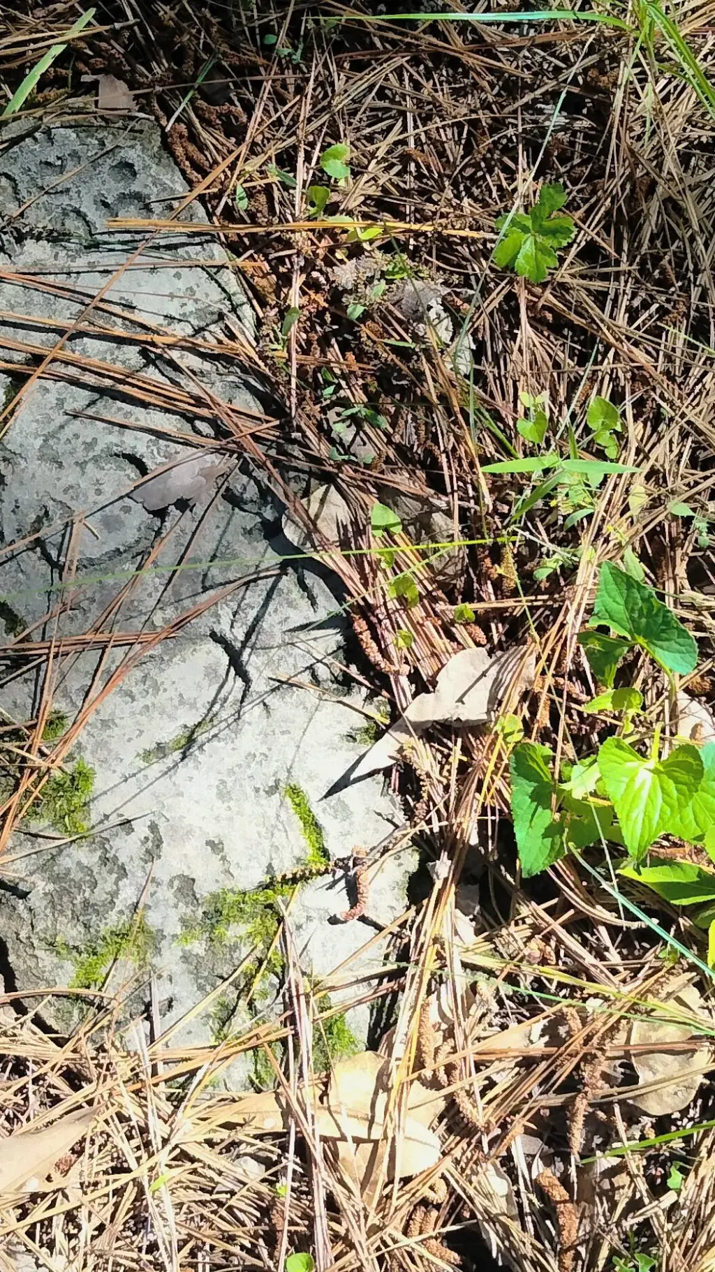 ai character: , , Iridescent ' ' background