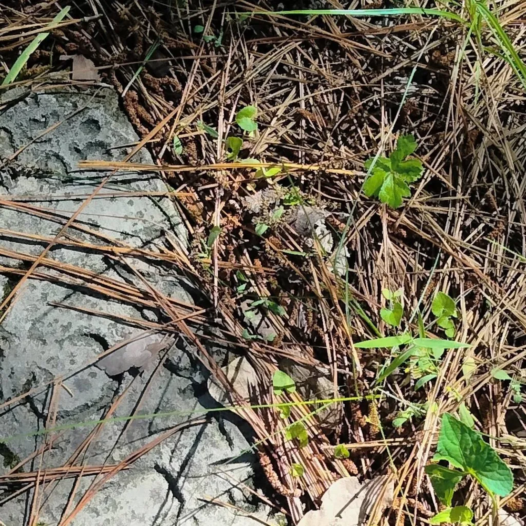 chat with ai character: , , Iridescent ' '