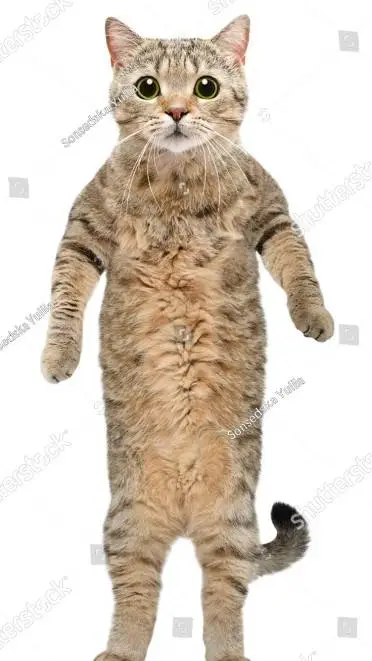 ai character: random cat background