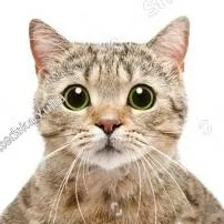 chat with ai character: random cat