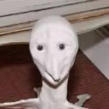 chat with ai character: Bird