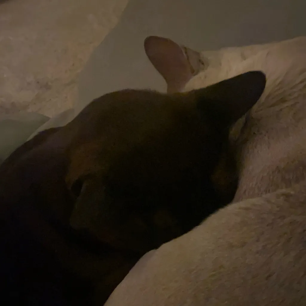 chat with ai character: Idea talkie 