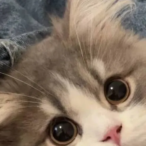 chat with ai character: Kitty Cat