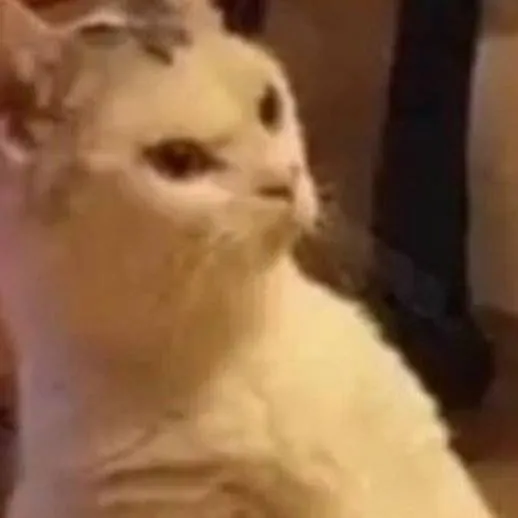 chat with ai character: `killer cat`