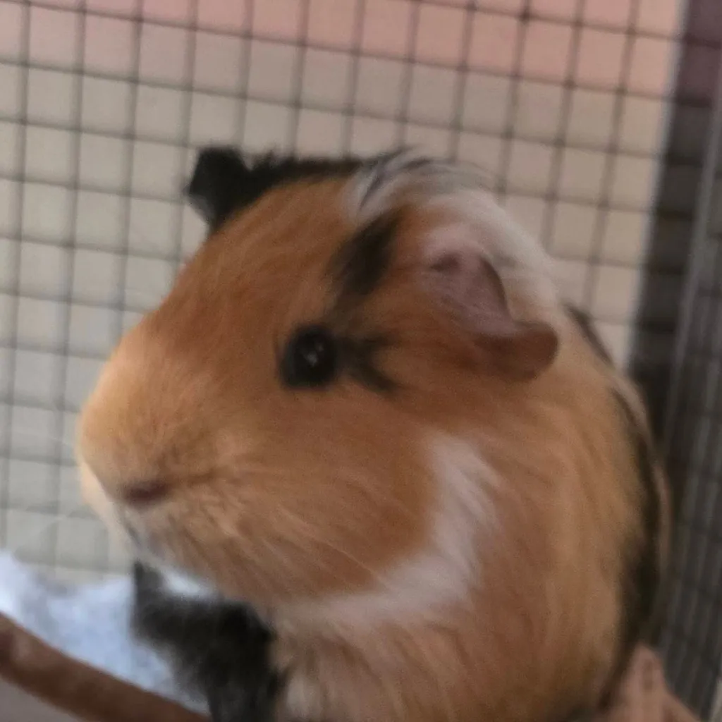 chat with ai character: capy the gunie pig
