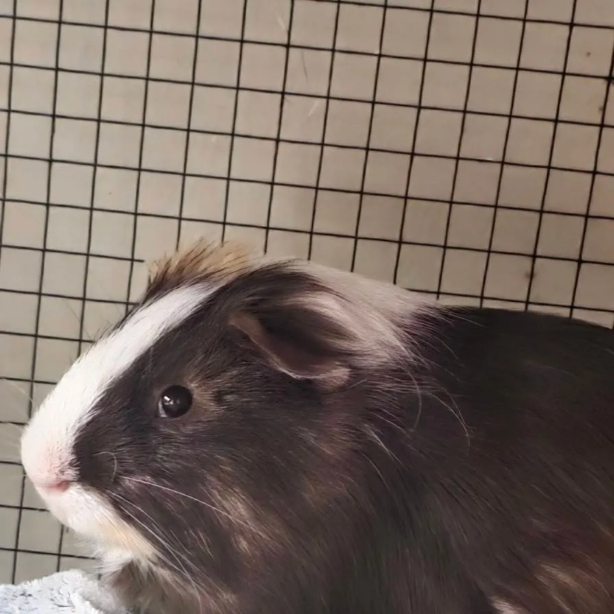 chat with ai character: nuggit gunie pig