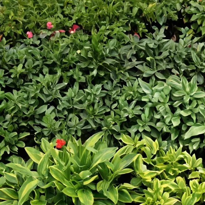 chat with ai character: your own plants