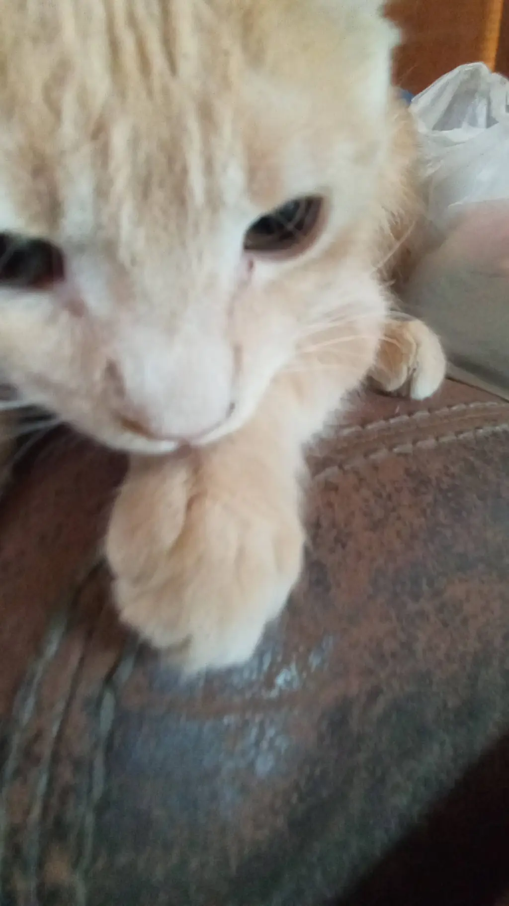 ai character: HH au background