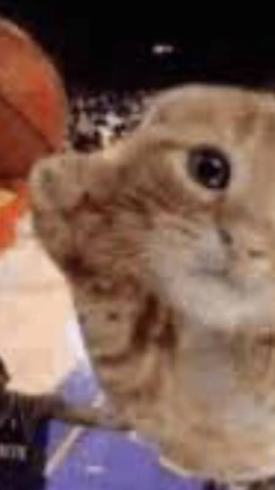 ai character: LeBron kitten background