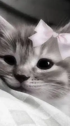 ai character: kitty pick me :p background