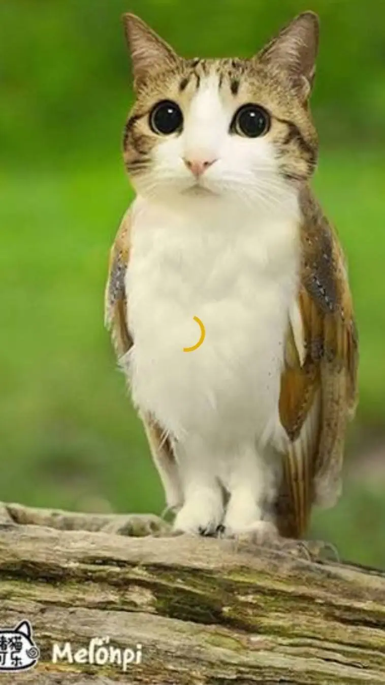 ai character: meowl says background