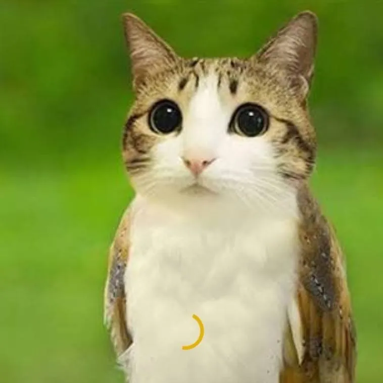 chat with ai character: meowl says