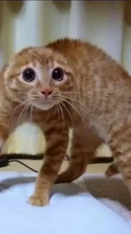 ai character: Scared cat background