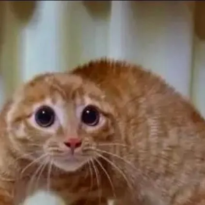 chat with ai character: Scared cat