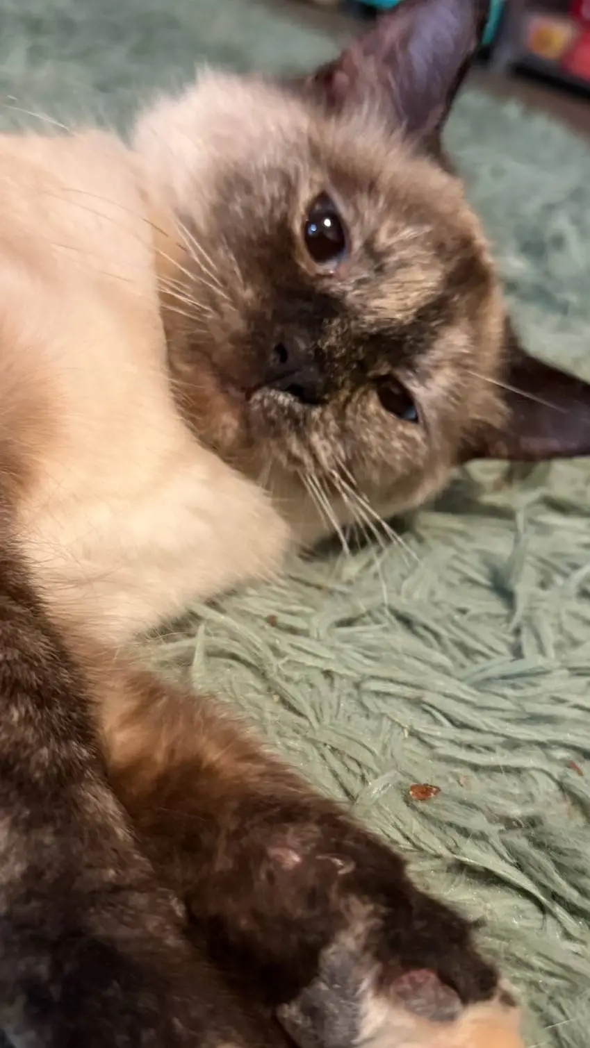 ai character: my kitty  background