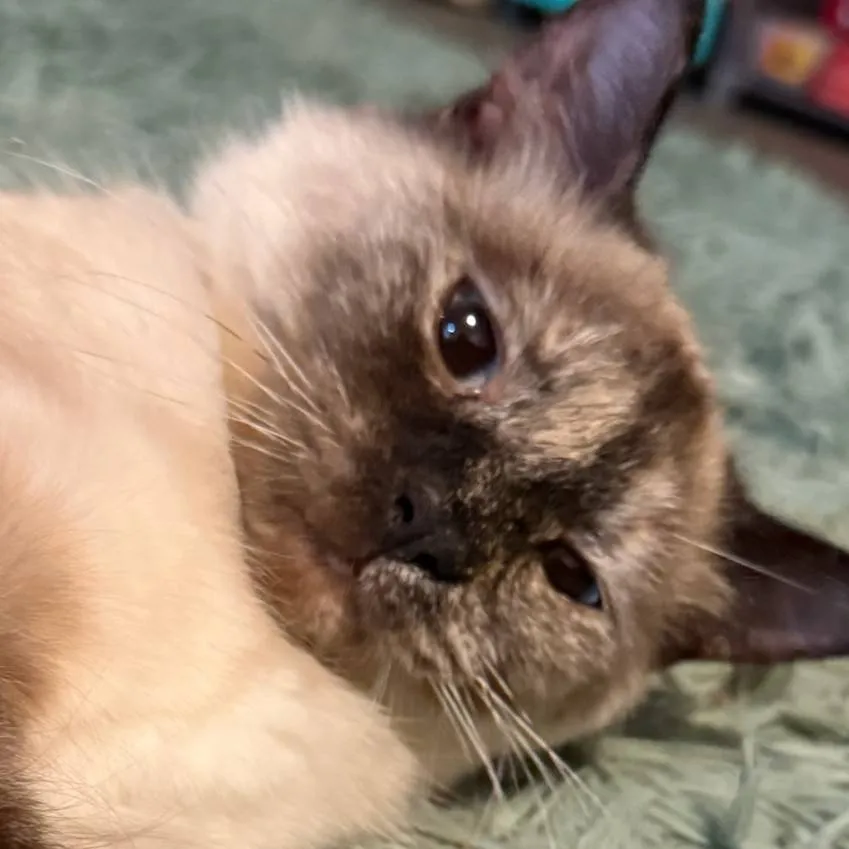 chat with ai character: my kitty 