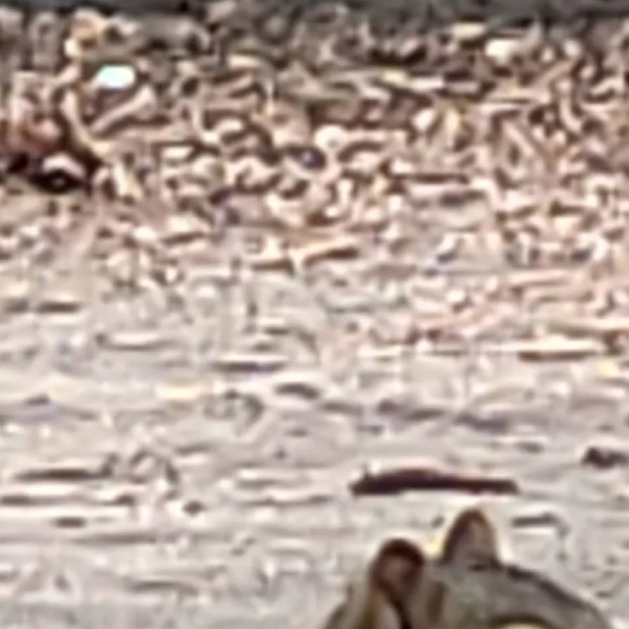 chat with ai character: bugsnax hate you?