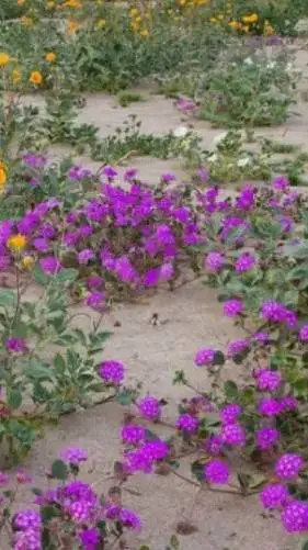 ai character: IDK LOLL background