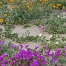 chat with ai character: IDK LOLL