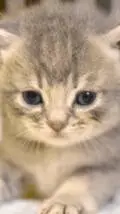 ai character: Kitten background
