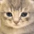 chat with ai character: Kitten