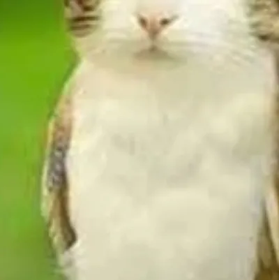 chat with ai character: Meowl 