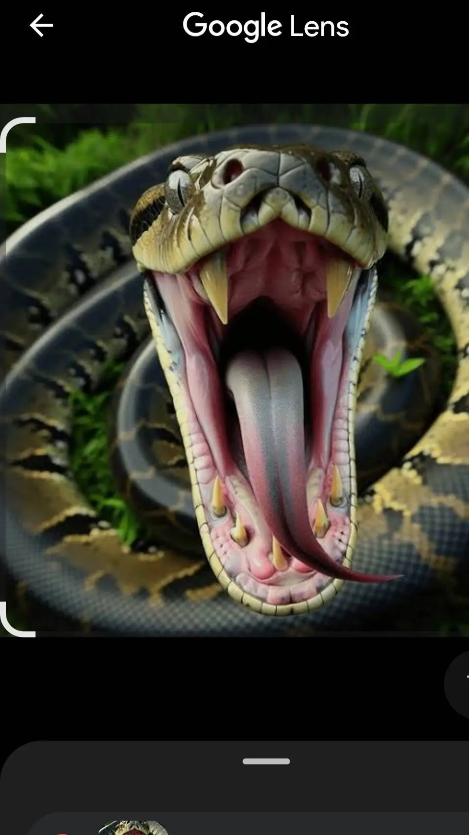 ai character: reticulated python background