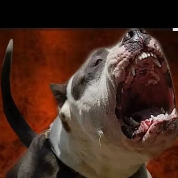 chat with ai character: American Bully 