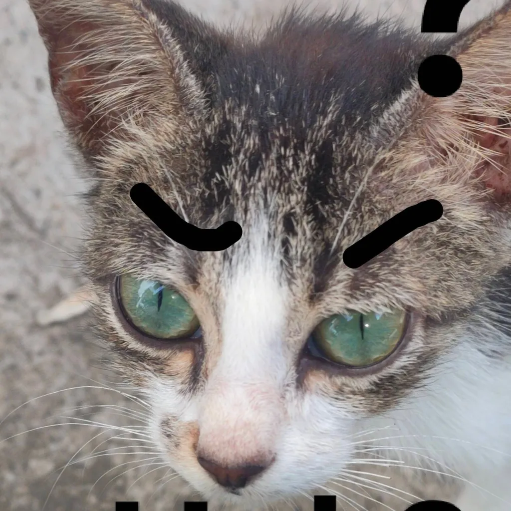 chat with ai character: A cat