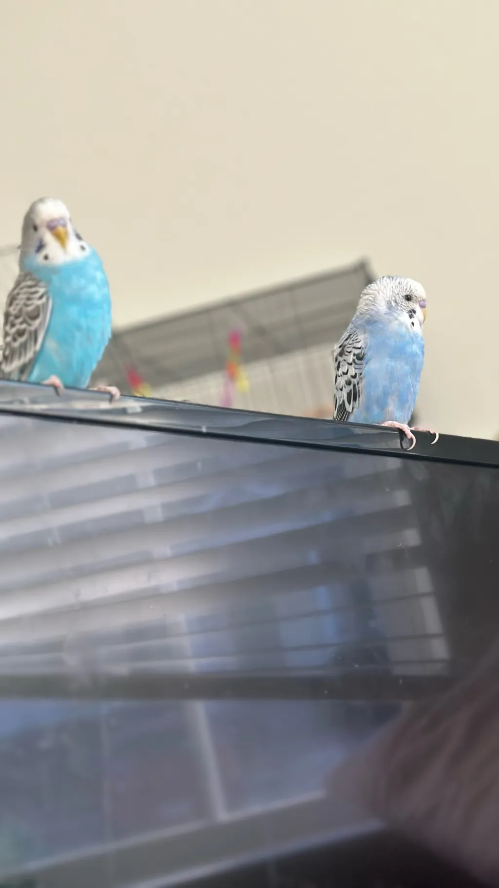 ai character: parakeets died! :( background
