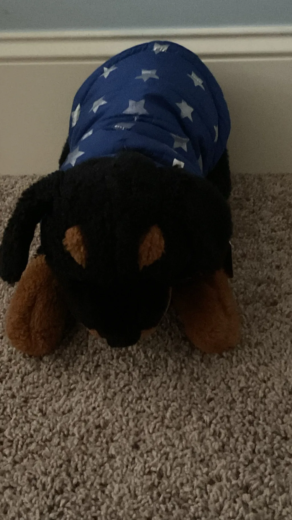 ai character: Black American dog background