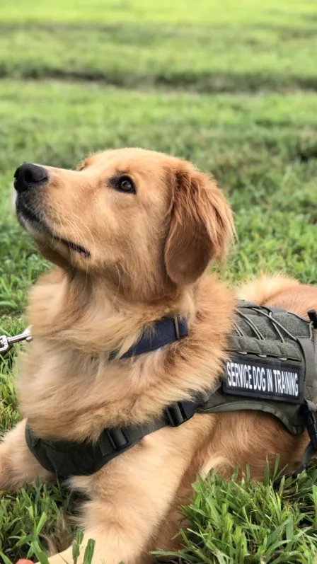 ai character: Golden background