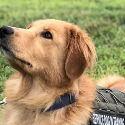 chat with ai character: Golden