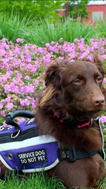 ai character: Brownie  background