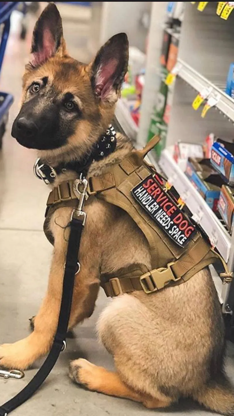 ai character: Shadow 🔮 background