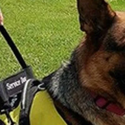 chat with ai character: Brownie 