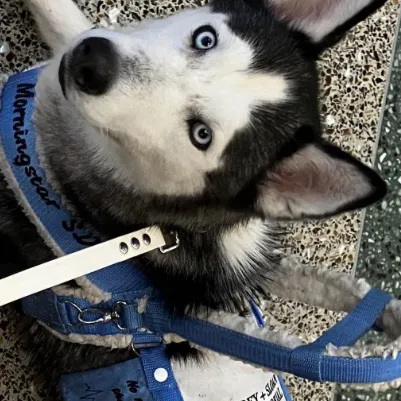 chat with ai character: ❄️Ice❄️