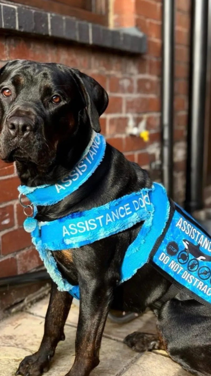 ai character: 🦋Blue🦋 background