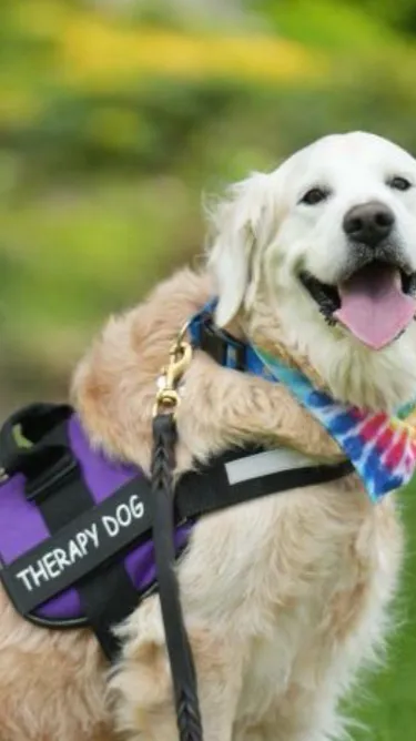 ai character: ⭐️Golden⭐️ background