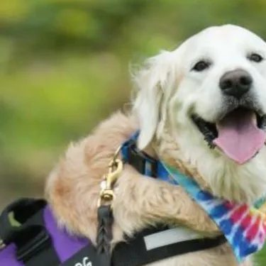 chat with ai character: ⭐️Golden⭐️