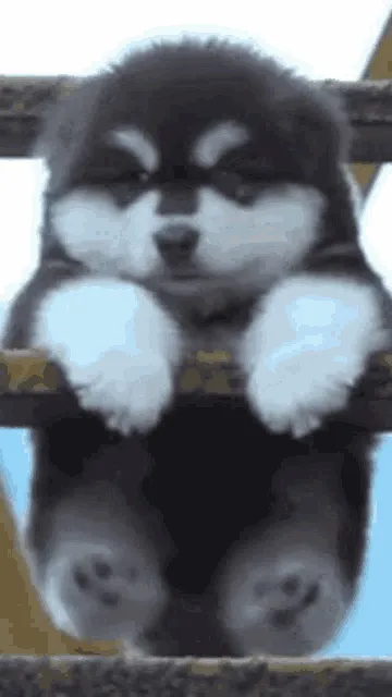 ai character: Vote for talkie background