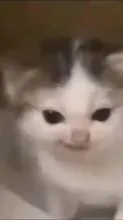 ai character: German cat meme background