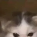 chat with ai character: German cat meme