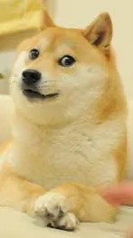 ai character: Doge/Kabosu background