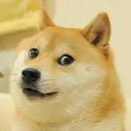 chat with ai character: Doge/Kabosu