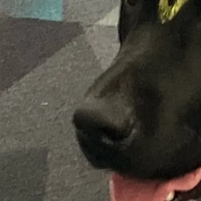 chat with ai character: ~Dog memes~