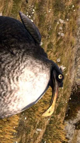 ai character: Chonky dodo 🦤  background