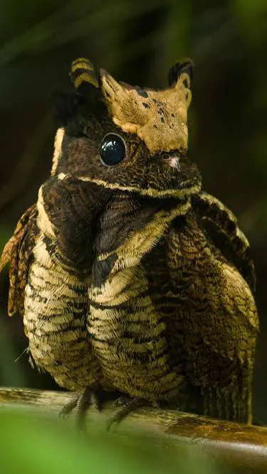 ai character: GreatEaredNightjar background