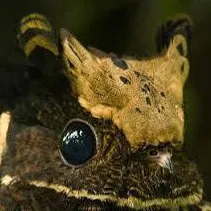 chat with ai character: GreatEaredNightjar