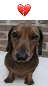 ai character: Dont tell me stfu background